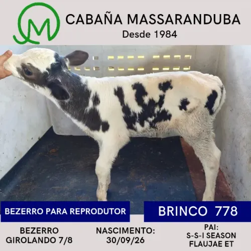 Bezerro para reprodutor