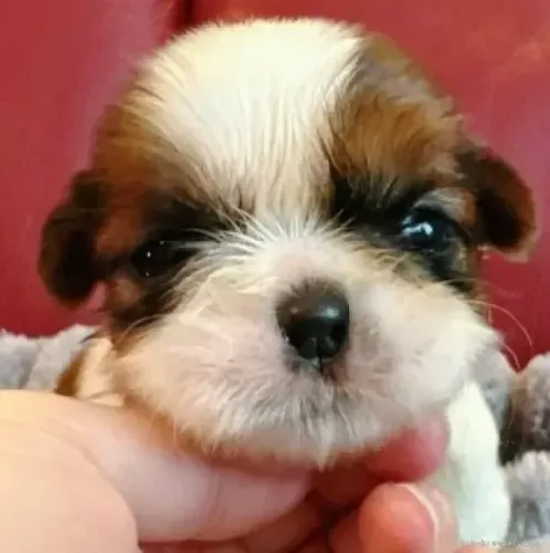 Cachorro Macho e Fêmea Carinhosos Shih tzu/shitzu SP