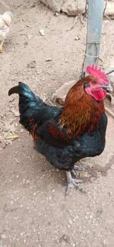 Vendo Galos de Raça 