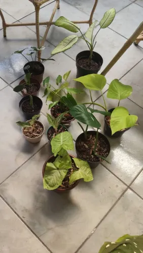 Vendo kit de plantas