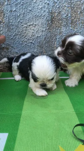 Shitzu macho mini