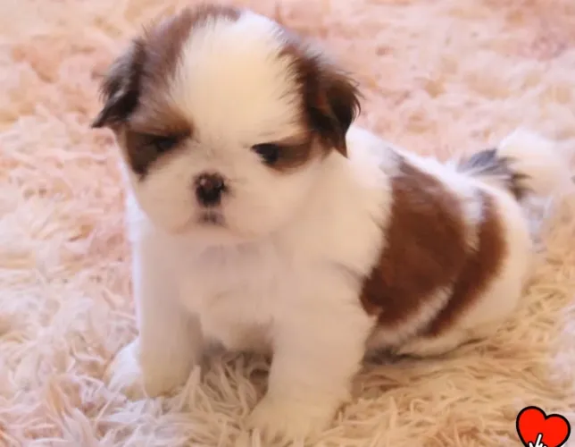 Filhote de shih Tzu macho