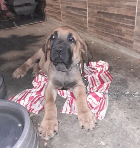 Filhote de Fila Brasileiro