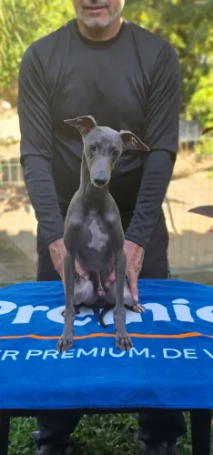 Galgo Cinza Jovem