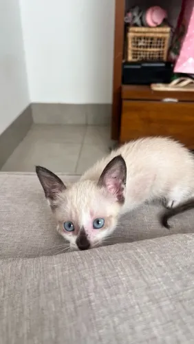 Adoção responsável gata fêmea 40 dias