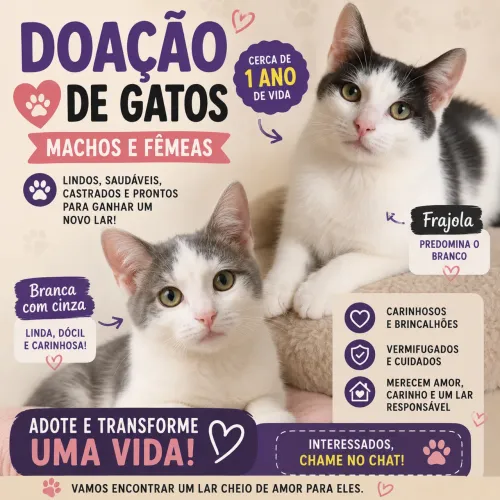 Doa se gatos