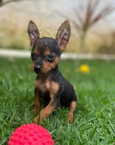 Filhotes pinscher tranquilos zero