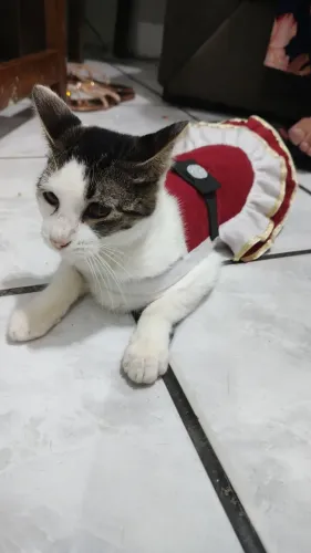 Gata dócil para Adoção 