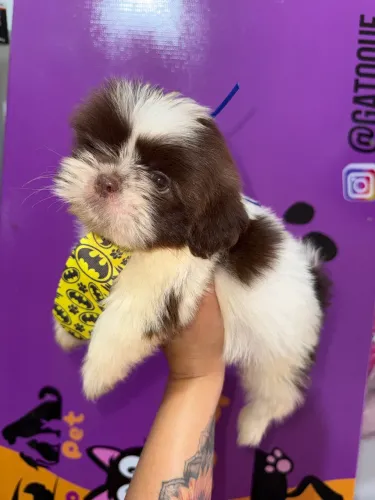 Shih Tzu Chocolate e Branco Machinho!