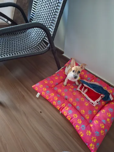Filhote pinscher