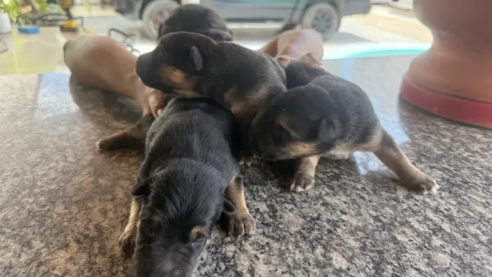 Vendo casal de filhote pastor alemão