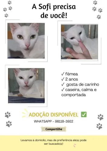 Lindos gatinhos para adoção 