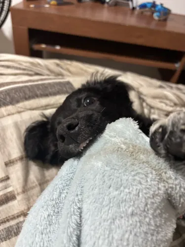 Filhote de Cachorro