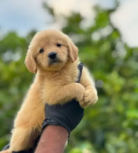 Golden Retriever - Filhotes para Reserva