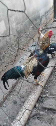 Galo bola barbudo Jovem