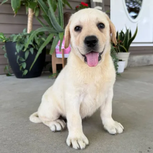Labrador Retriever/ Filhotes prontos para um Novo lar