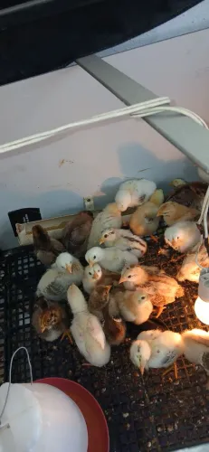 34 pintinhos 