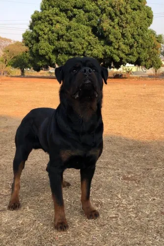 Rottweiler Para Cobertura
