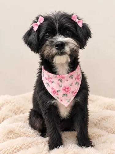 Procuro uma cachorrinha pequena p minha mãe uma senhorinha que quer uma companheira 