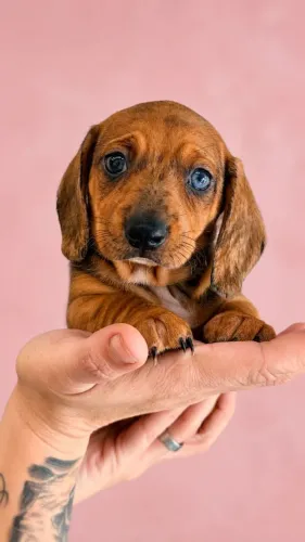 Seu próximo companheiro pode ser Basset Dachshund