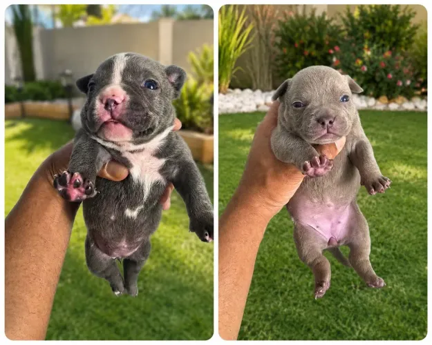 FILHOTES DE AMERICAN BULLY- 45 DIAS
