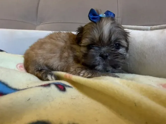 Filhotes da raça Shih Tzu