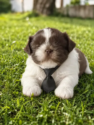 Shih Tzu macho branco e chocolate 50 dias