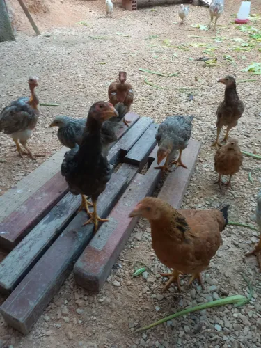 Franguinhos 2 pra 3 meses
