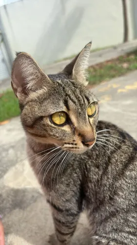 Gatinha rajada para adoção responsável - Castrada e vacinada