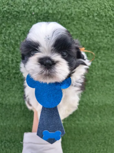 Shihtzu 