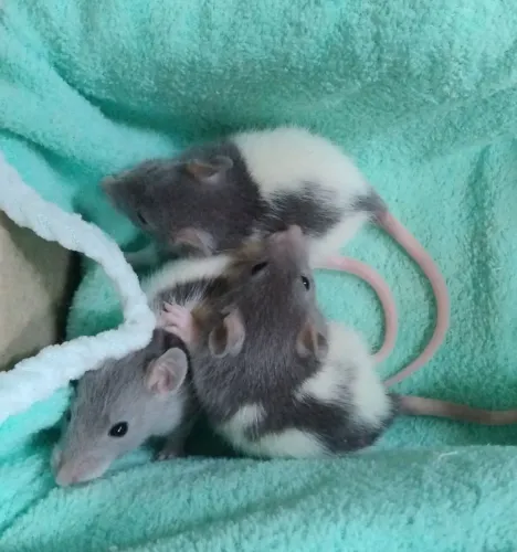 Filhotes Rato Twister