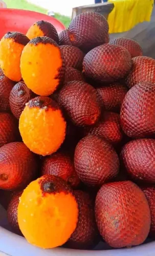 MUDAS DE BURITI