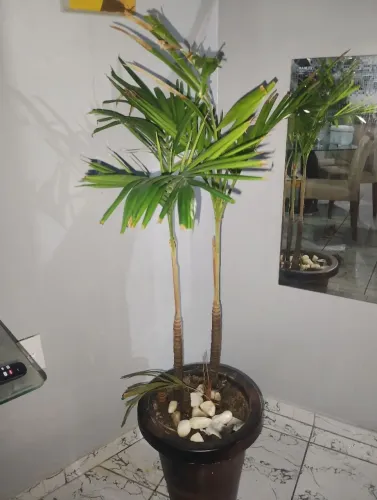 Vendo jarros com plantas por motivo de viagem