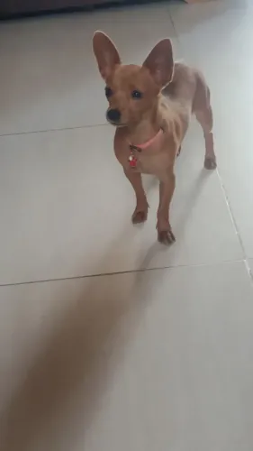 Cachorro pinscher