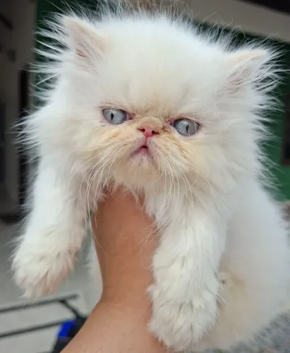 Femea de gato persa a pronta entrega