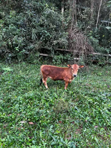 Mini Vaquinha (PERFEITA)
