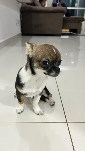 Chihuahua Macho
