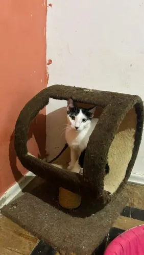 Gato frajola de 7 meses macho