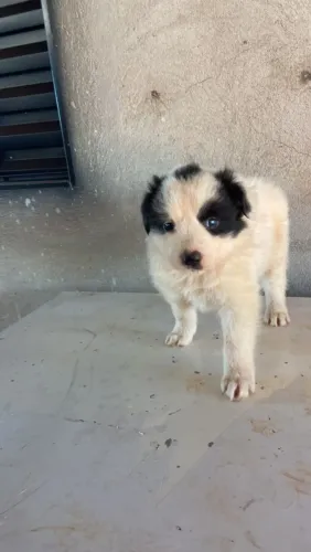 Filhotes de border collie 