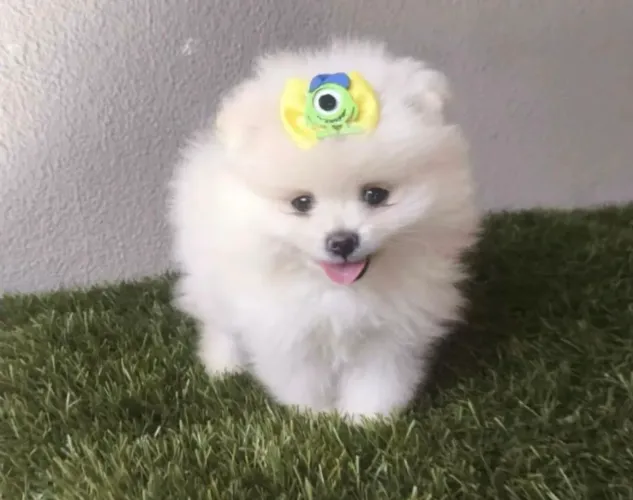 Spitz alemão ! Puro encanto !