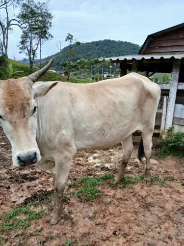 Vaca com cria 