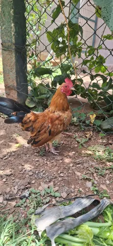 Franguinho da raça serama