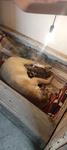 Filhotes de buldogue campeiro 