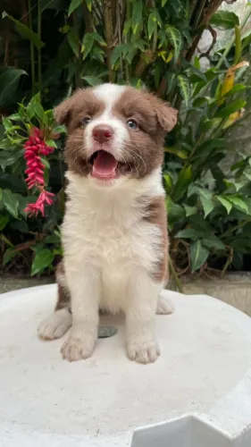Filhotes de Border Collie