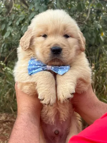 Filhote Golden 