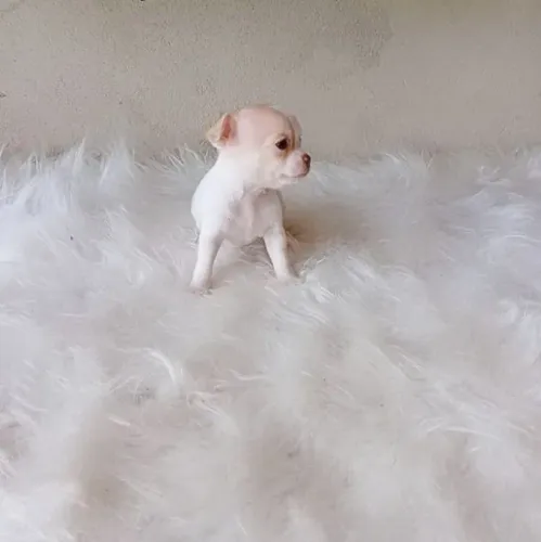 Chihuahua legítimo