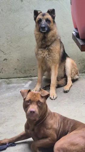 Cachorro Pastor alemão 