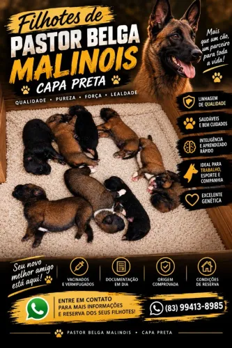 Filhotes de Pastores