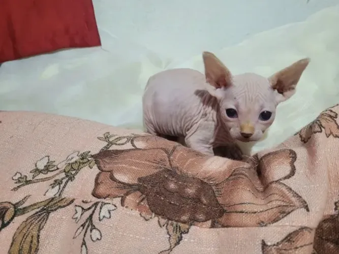 Gato sphynx