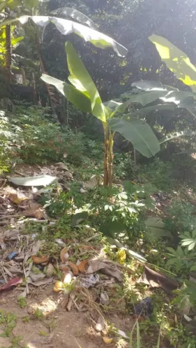 LOTE A VENDA OU TROCA